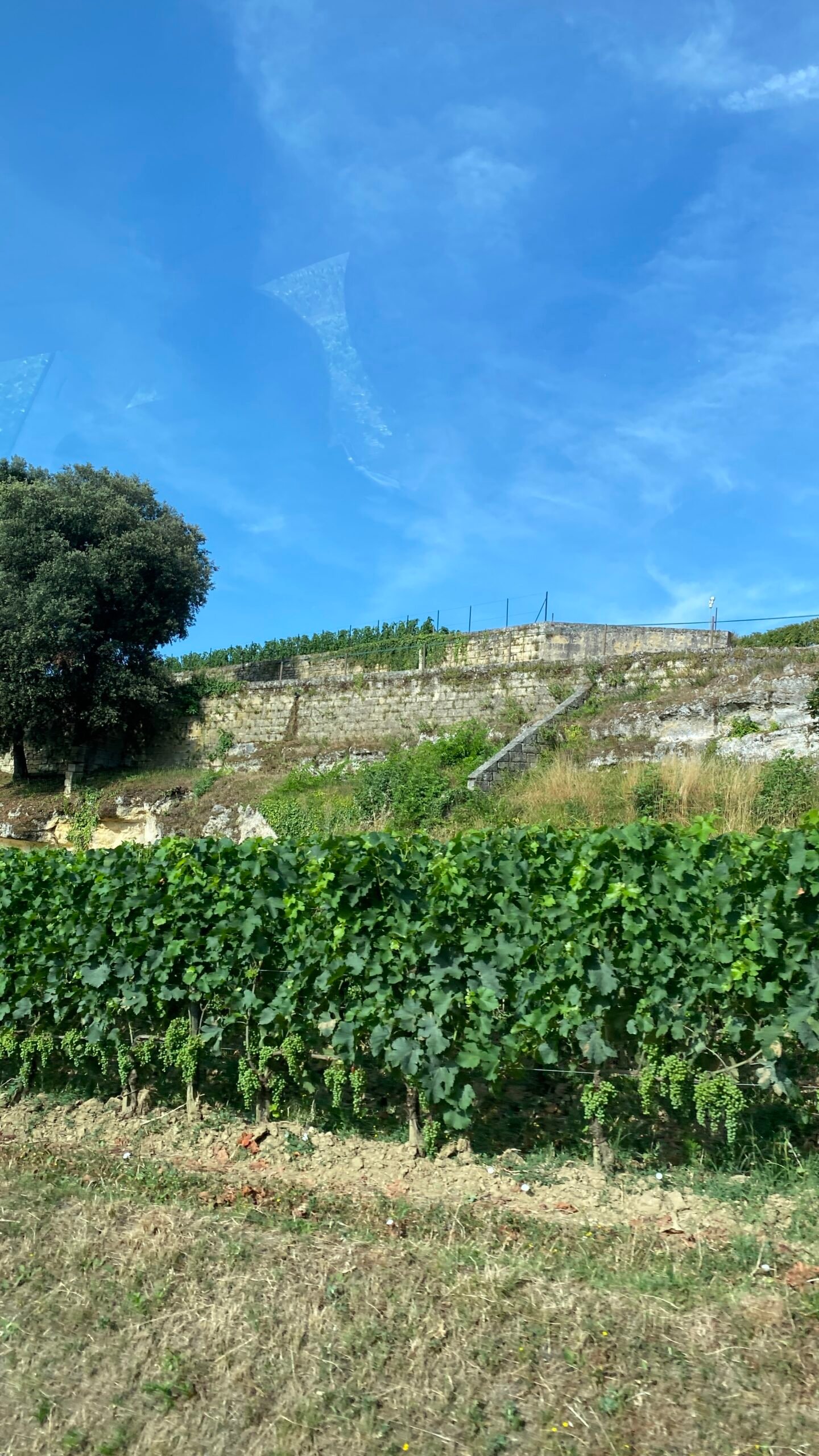 CABERNET SAUVIGNON VINEYARD